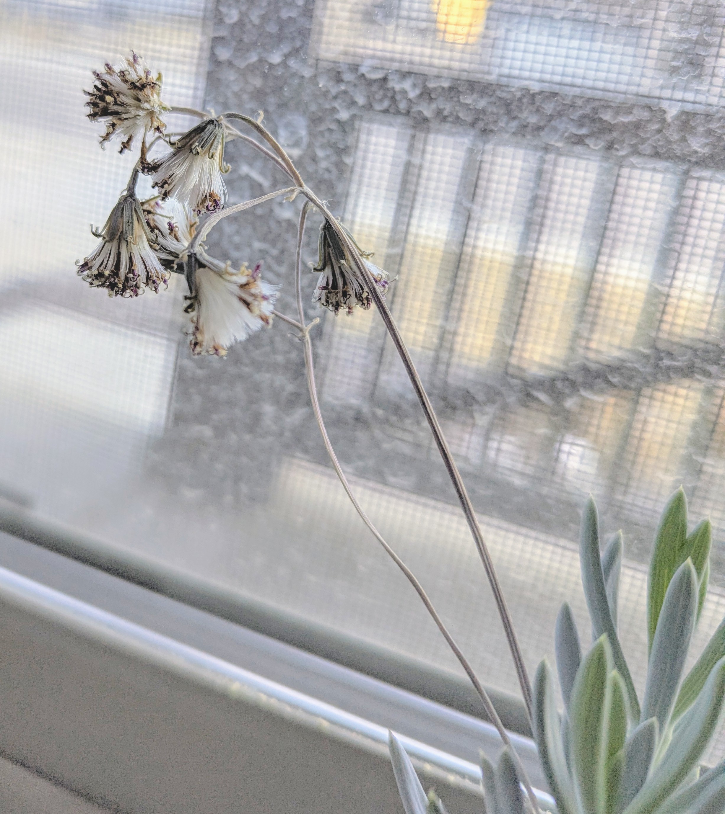 Cactus Flower, Morrison Colorado